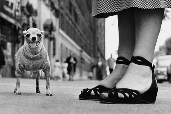 Elliott Erwitt_dog-and-shoes_S